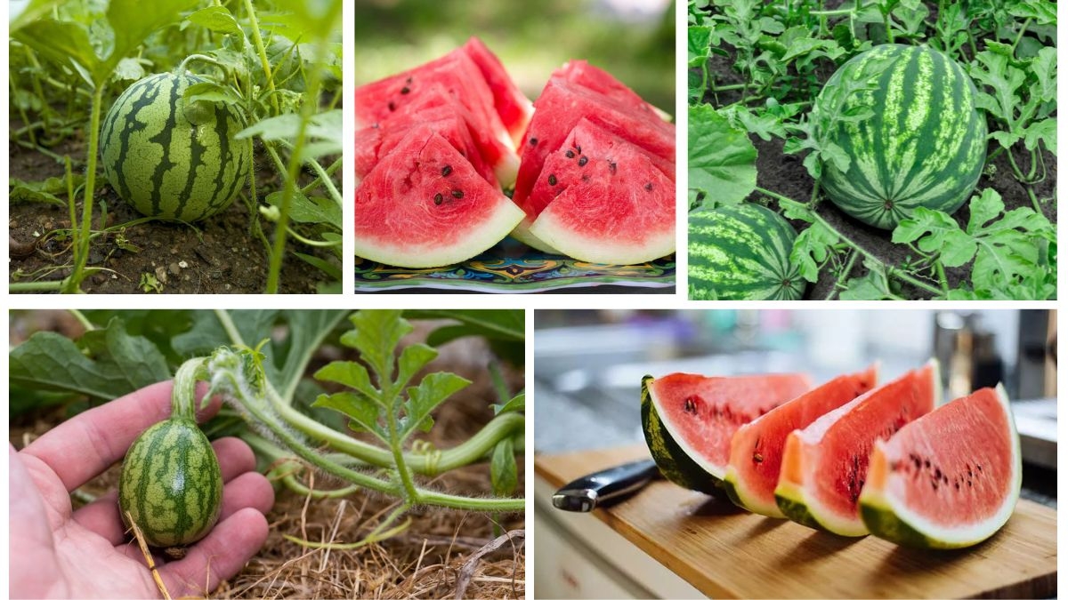 How to Plant Watermelon Seeds for Delicious Summer Treats