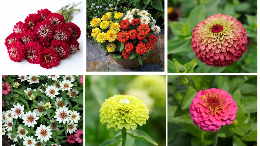 8 Best Zinnias to Refresh Your Garden
