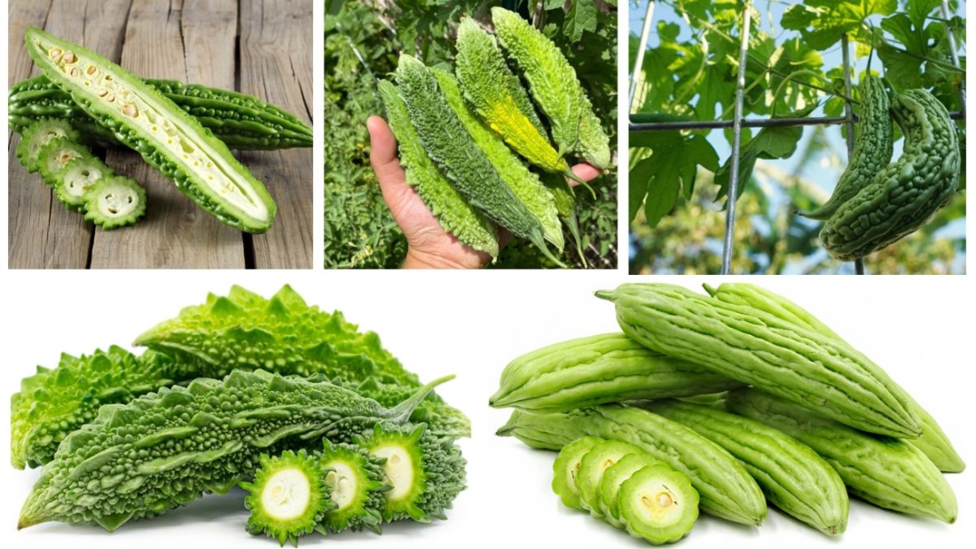 Which Country Is the Largest Bitter Melon Producer in the World?