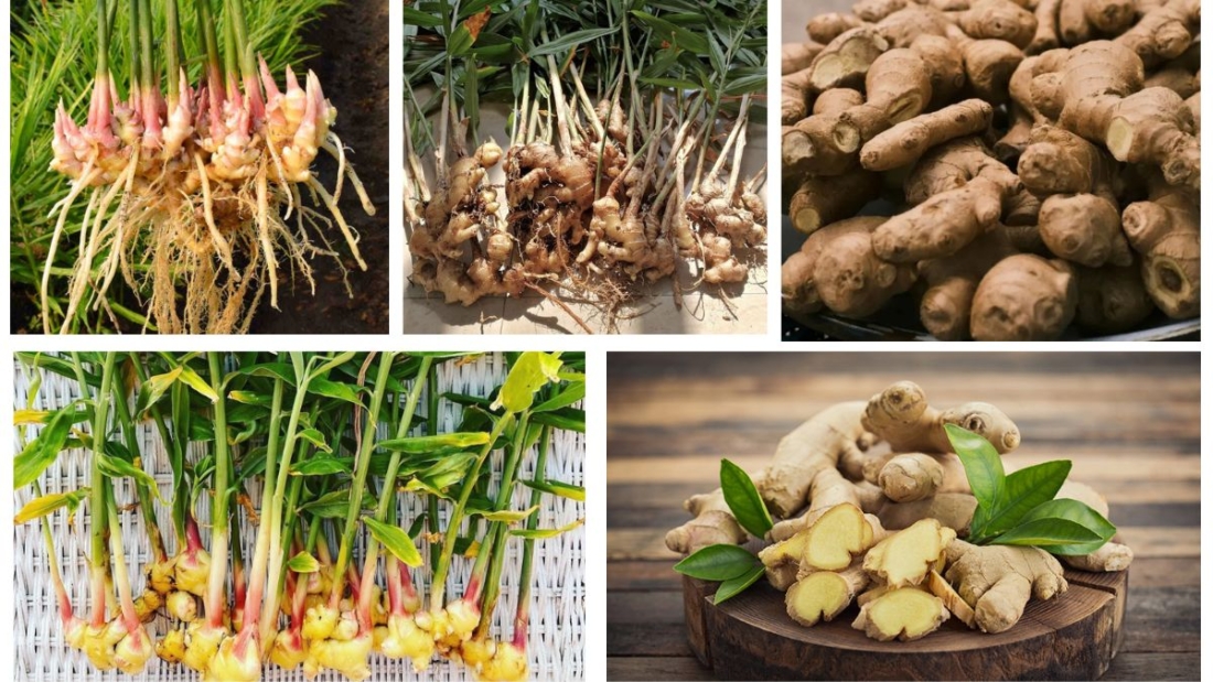 How to Plant Ginger Root for Vibrant Flavors: A Complete Growing Guide