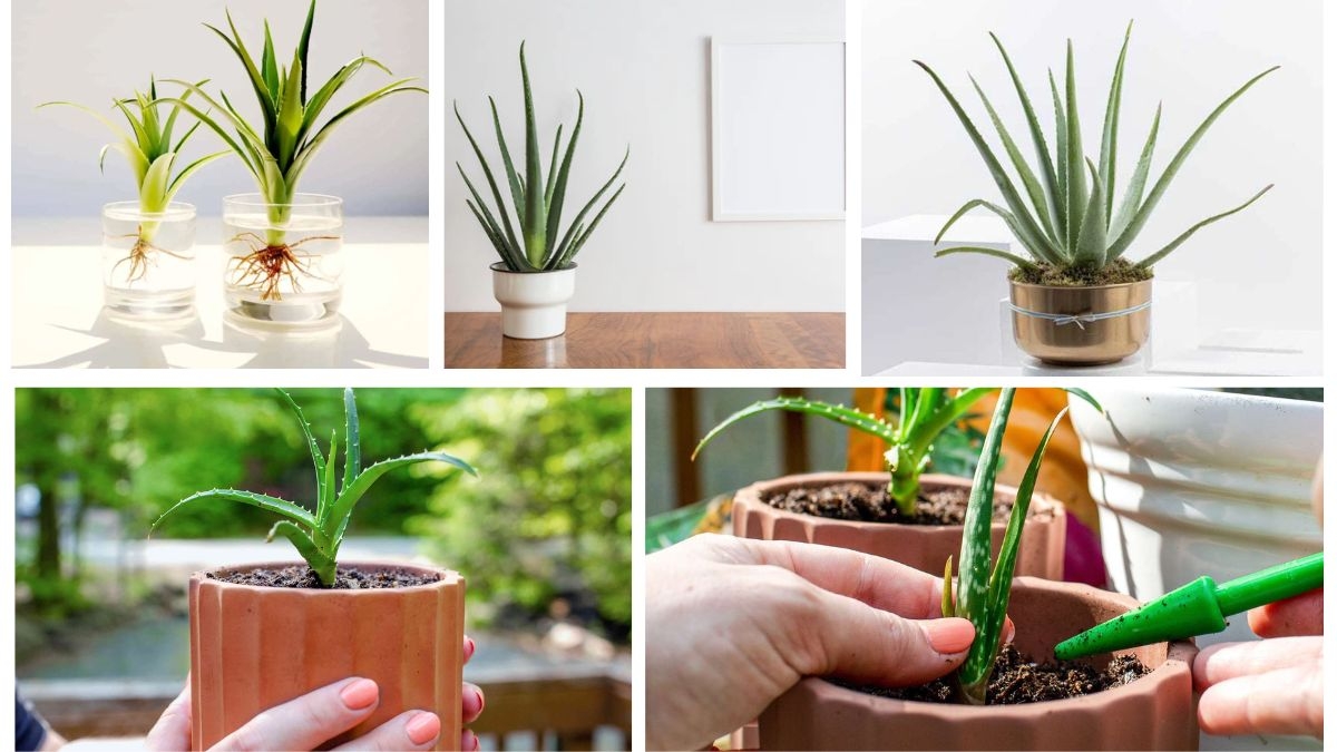 How Often Should You Water an Aloe Plant?