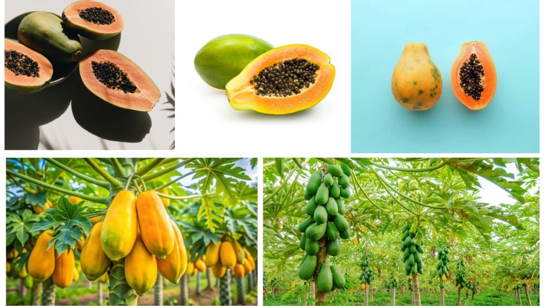 Which Country Is the Largest Papaya Exporter in the World?