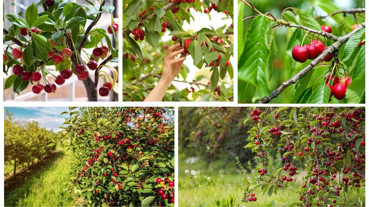How to Grow a Cherry Tree from a Pit: A Complete Step-by-Step Guide