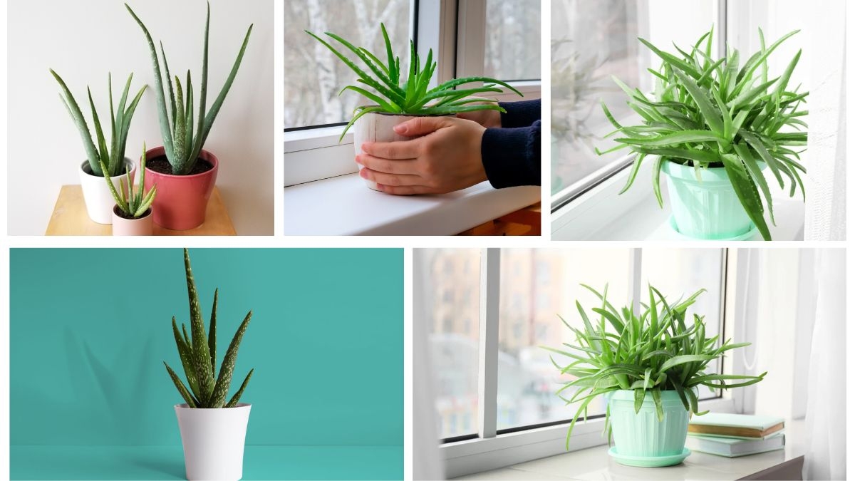 How to Plant an Aloe Vera Plant: A Beginner’s Easy-to-Follow Guide