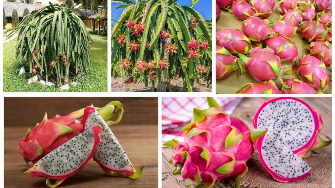 How to Grow a Dragon Fruit Plant at Home: A Complete Beginner’s Guide
