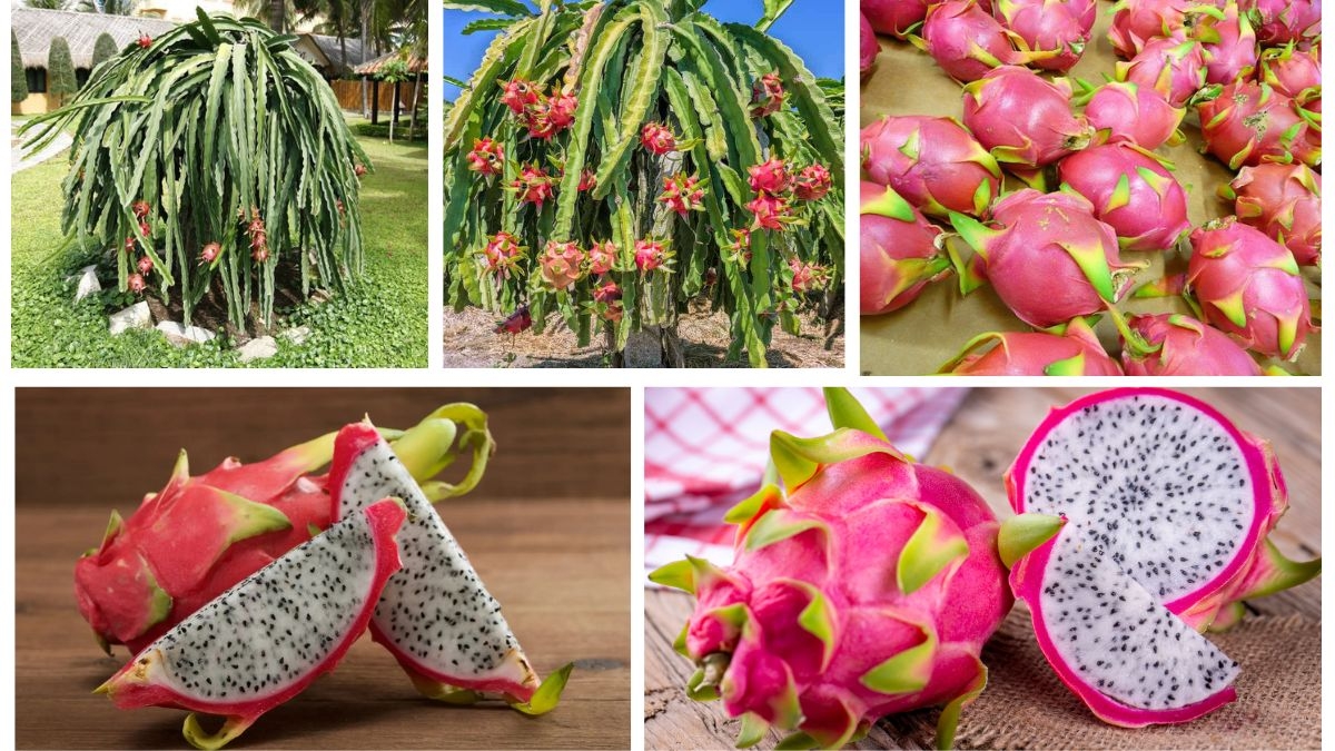 How to Grow a Dragon Fruit Plant at Home: A Complete Beginner’s Guide