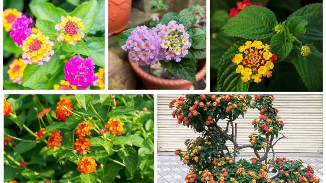 How Often Should You Water a Lantana?