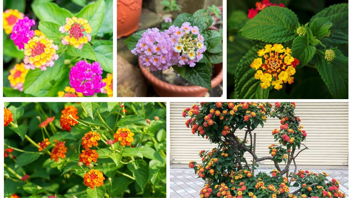 How Often Should You Water a Lantana?