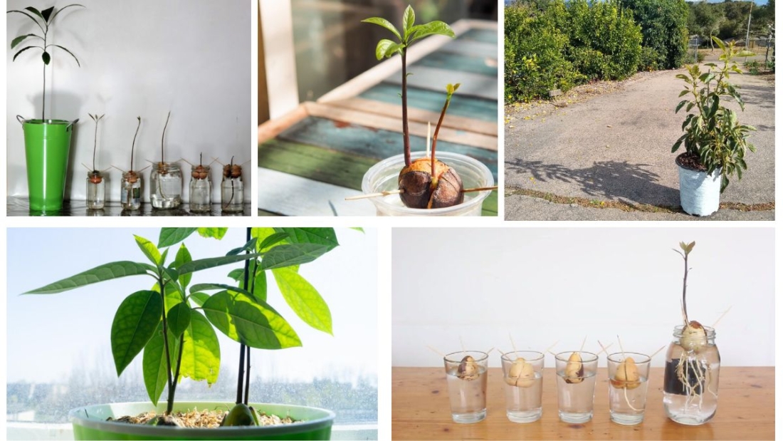 How to Seed and Grow an Avocado Plant: A Complete Guide for Beginners