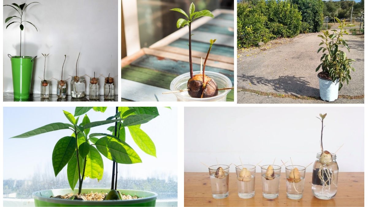 How to Seed and Grow an Avocado Plant: A Complete Guide for Beginners