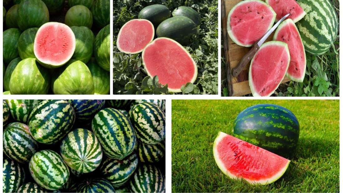 Which Country Is Famous for Producing the Most Watermelons?