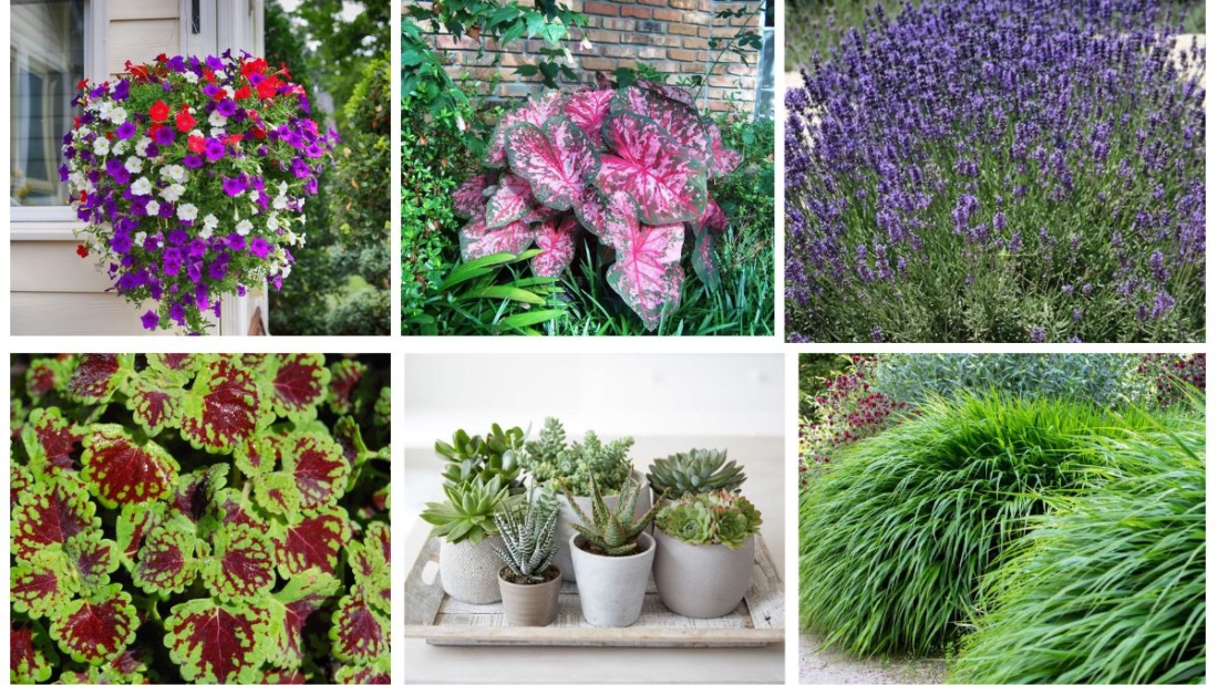 7 Plant Ideas for Containers for Versatile Arrangements