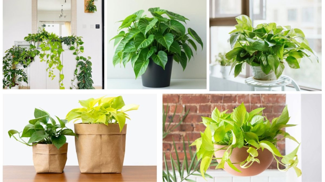 How to Care for a Pothos Plant for Healthy Growth