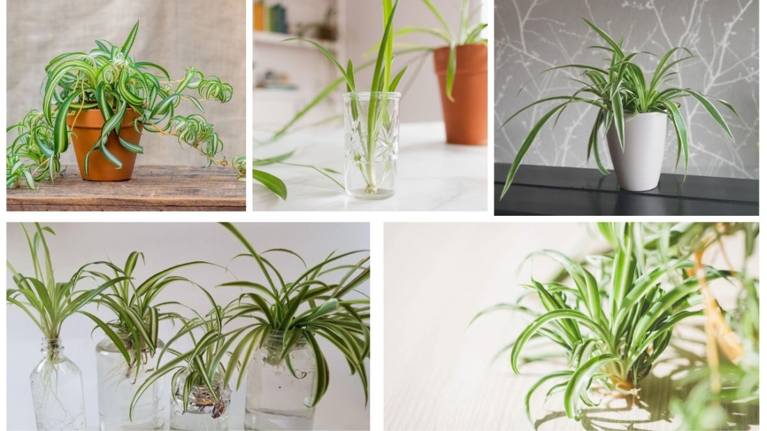 How to Propagate a Spider Plant and Expand Your Collection