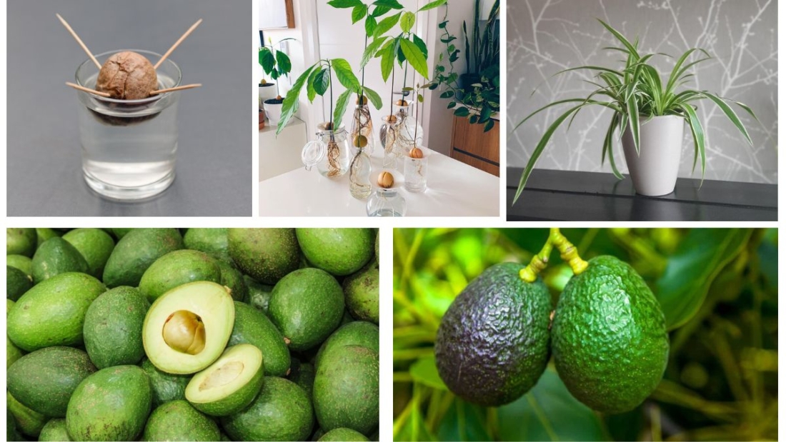 How to Grow an Avocado Pit into a Tree: A Step-by-Step Guide