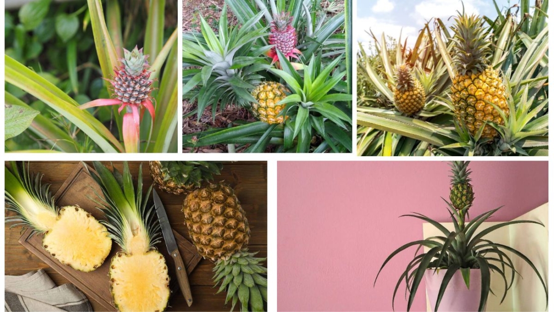 How to Plant a Pineapple Top: A Fun Way to Grow Tropical Fruits