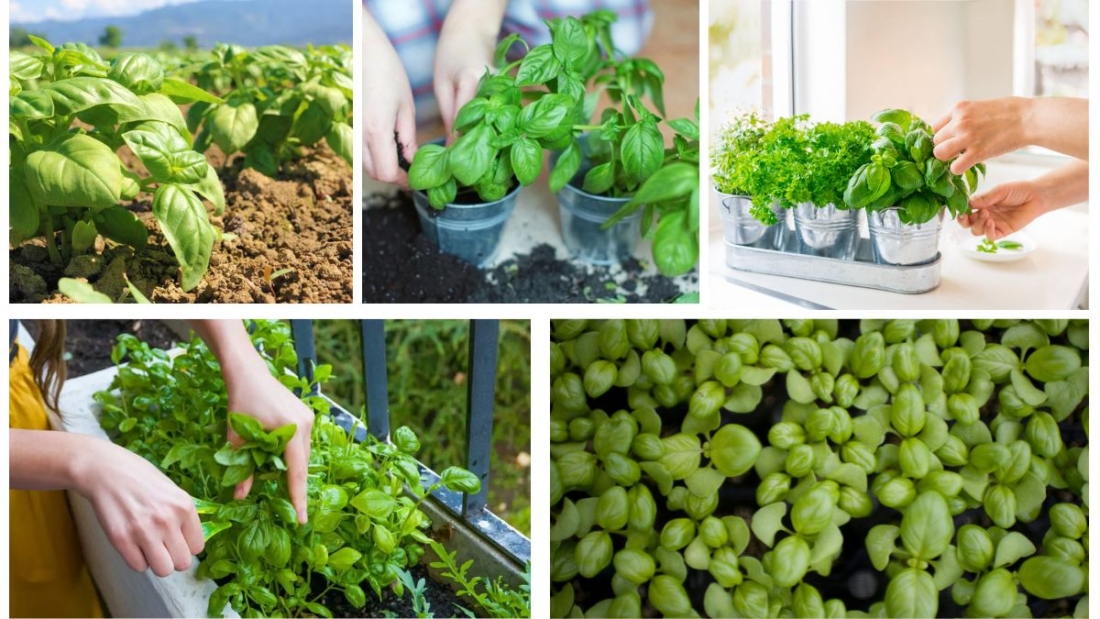 How to Plant Basil: Grow Aromatic Flavors at Home