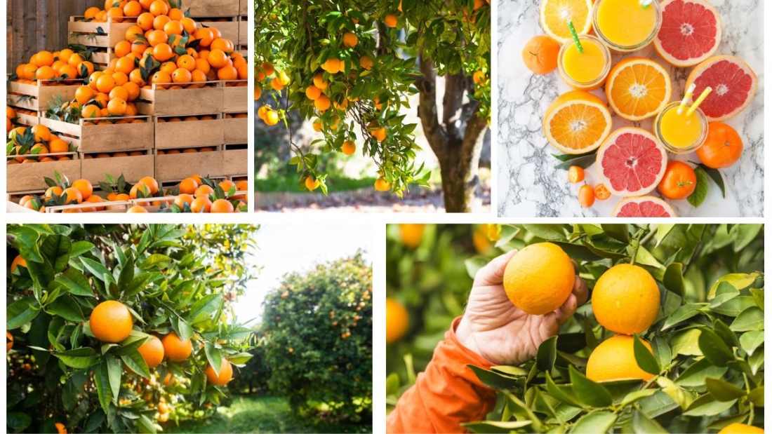 Which Country Is the Largest Hardy Orange Producer in the World?