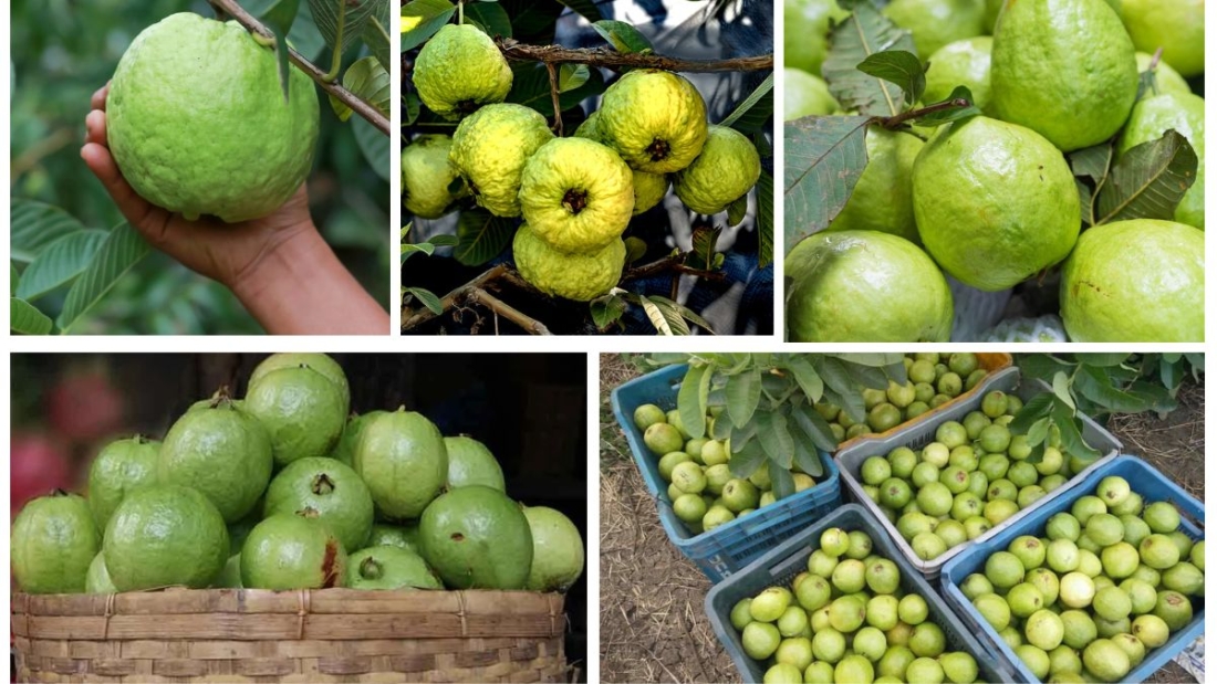 Which Country Is the Largest Guava Importer in the World?