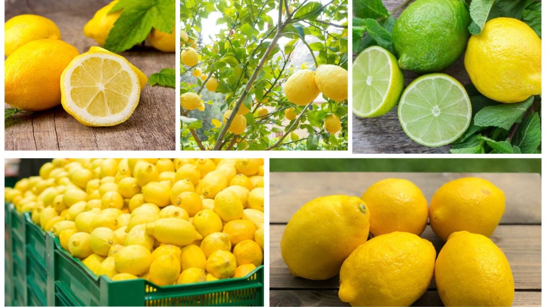Which Country Is the Largest Lemon Importer in the World?