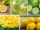 Which Country Is the Largest Lemon Importer in the World?