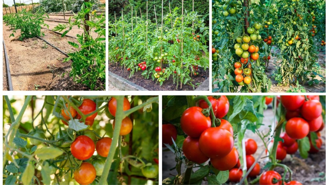 How Far Apart to Plant Tomatoes for the Biggest Crop