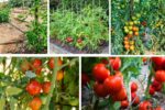 How Far Apart to Plant Tomatoes for the Biggest Crop