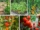 How Far Apart to Plant Tomatoes for the Biggest Crop