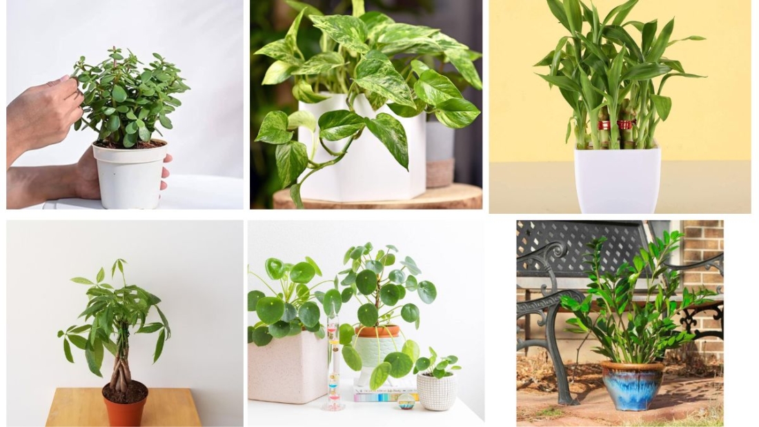 7 Money Plants That Bring Good Fortune and Beauty