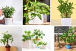 7 Money Plants That Bring Good Fortune and Beauty