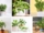 7 Money Plants That Bring Good Fortune and Beauty