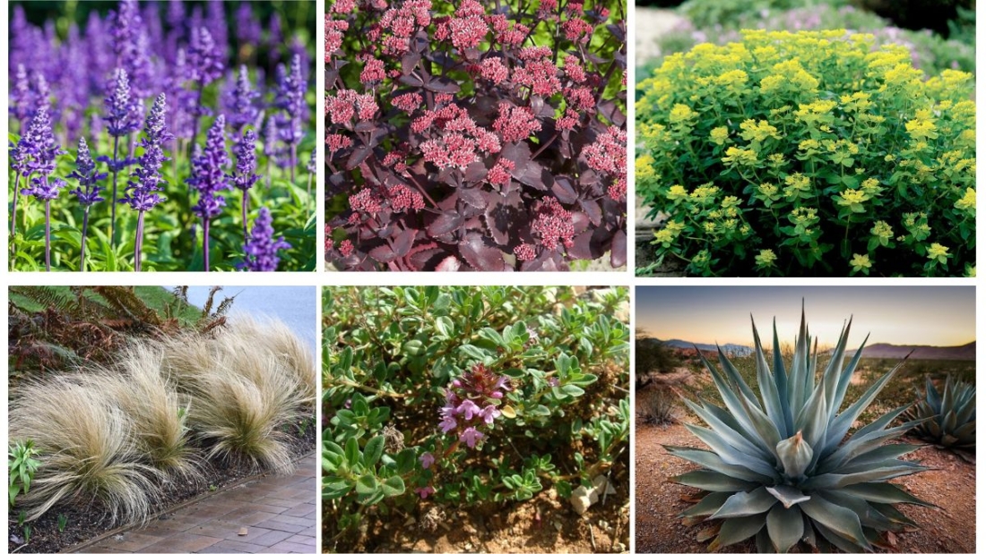 6 Best Plants for Gravel Gardens for a Low-Maintenance Modern Look