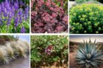 6 Best Plants for Gravel Gardens for a Low-Maintenance Modern Look