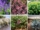 6 Best Plants for Gravel Gardens for a Low-Maintenance Modern Look