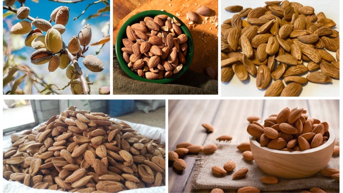 Which Country is the Largest Indian Almond Producer in the World?