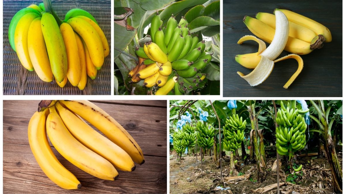Which Country Is Famous for Producing the Most Bananas?