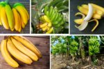 Which Country Is Famous for Producing the Most Bananas?
