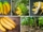 Which Country Is Famous for Producing the Most Bananas?