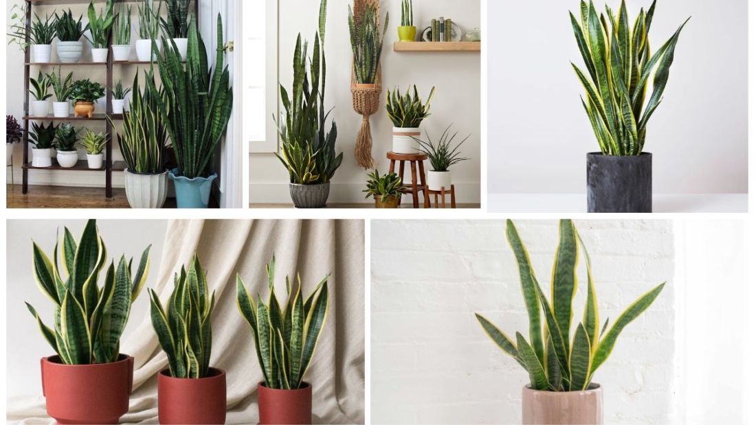 How to Take Care of a Snake Plant Indoors