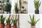 How to Take Care of a Snake Plant Indoors