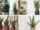 How to Take Care of a Snake Plant Indoors