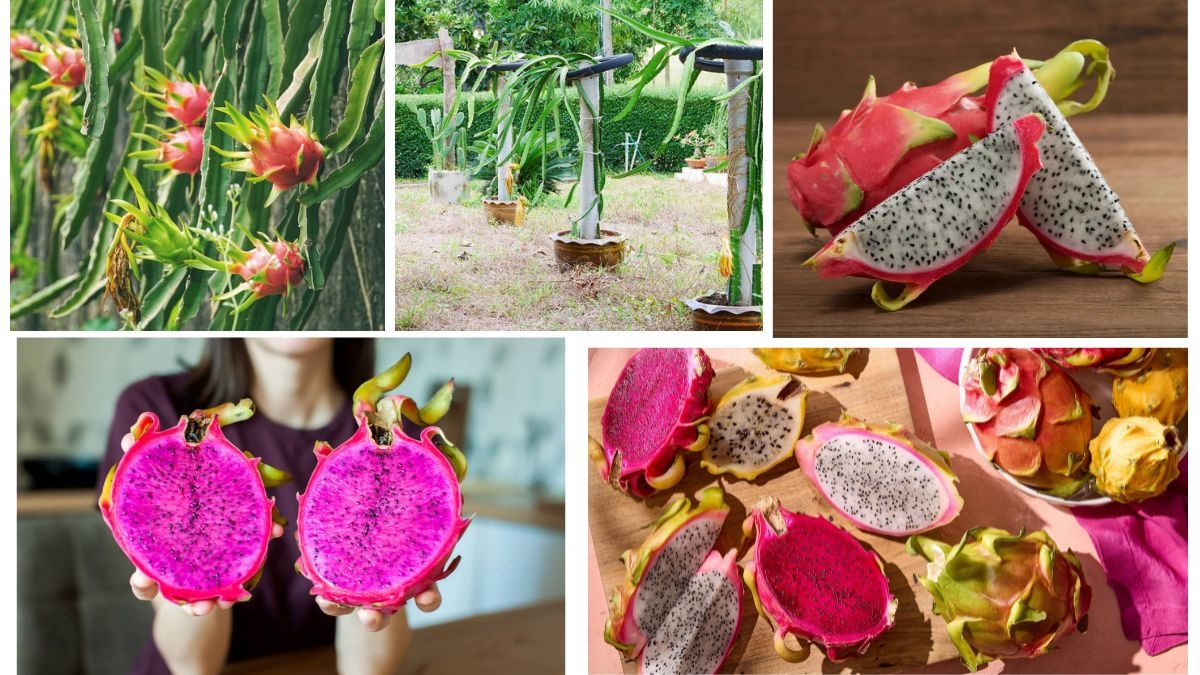 How to Grow a Dragon Fruit Plant at Home: A Complete Beginner’s Guide