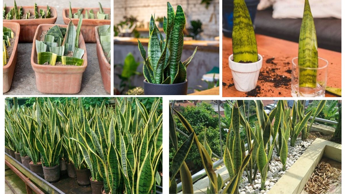 How Often to Water Your Snake Plant for Optimal Growth