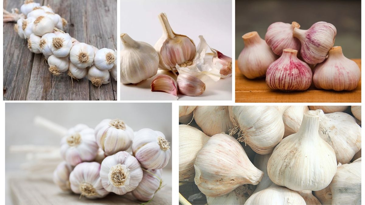 Which Country Is the Largest Garlic Producer in the World?