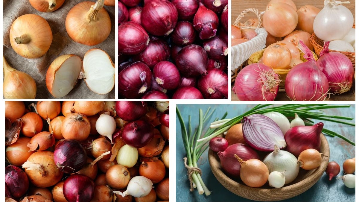 Which Country Is the Largest Onion Producer in the World?
