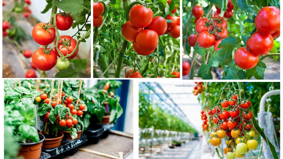 Which Country Is the Largest Tomato Producer in the World?