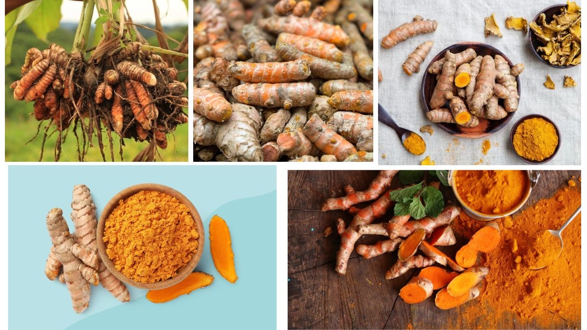 Which Country Is the Largest Turmeric Producer in the World?