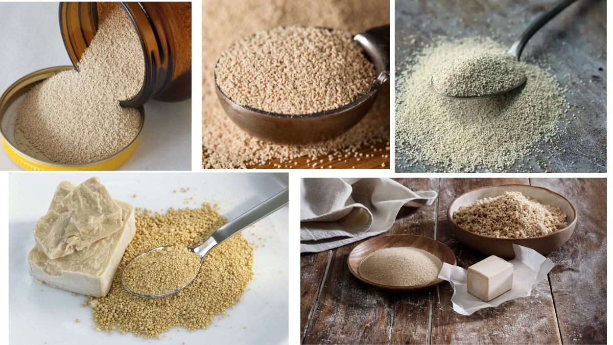 Which Country Is the Largest Yeast Producer in the World?