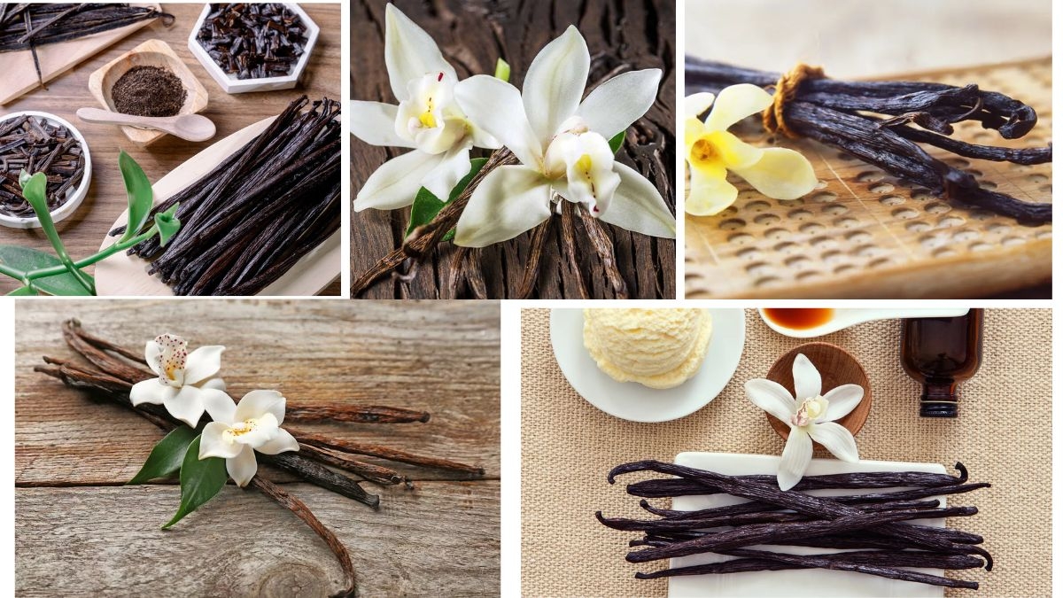 Which Country Is the Largest Vanilla Producer in the World?