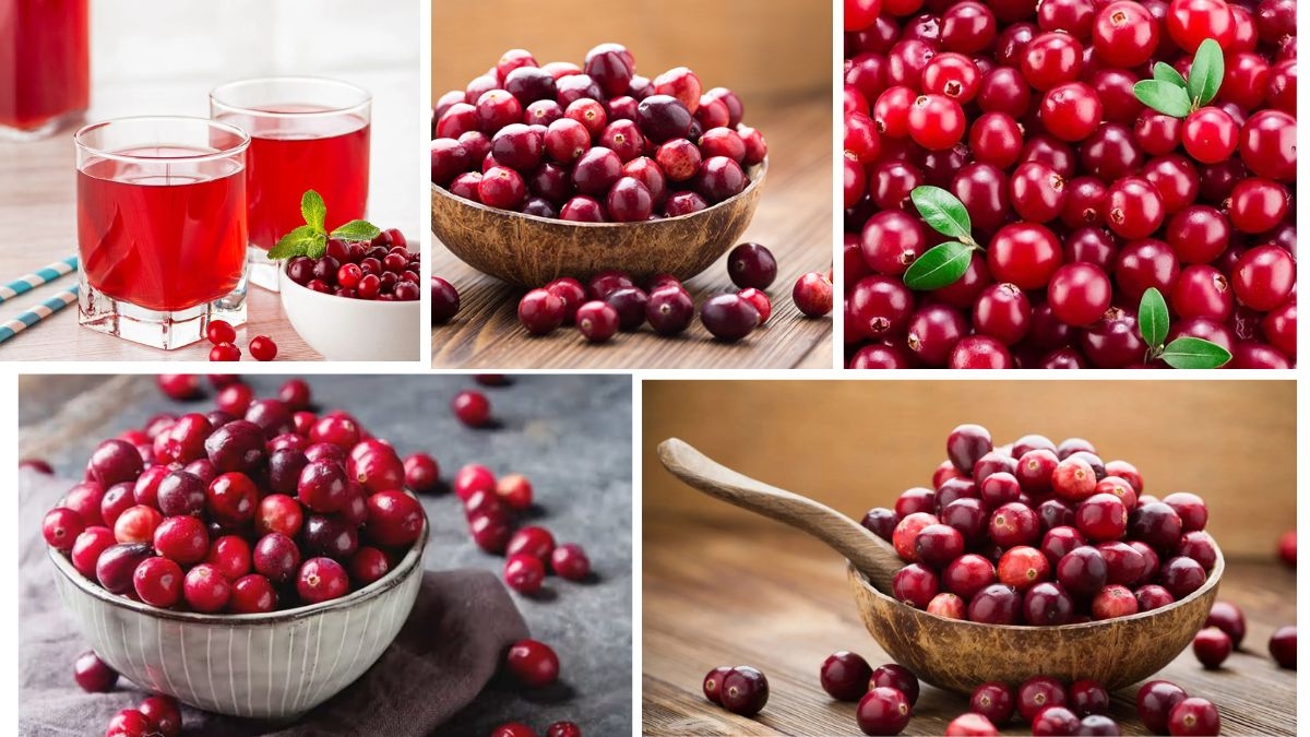 Which Country Is the Largest Cranberry Producer in the World?
